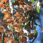 Monarch Butterfly Cluster
