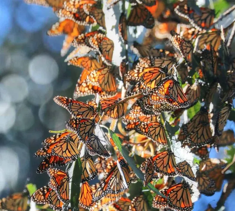 The Monarch Butterfly Grove at Pismo State Beach