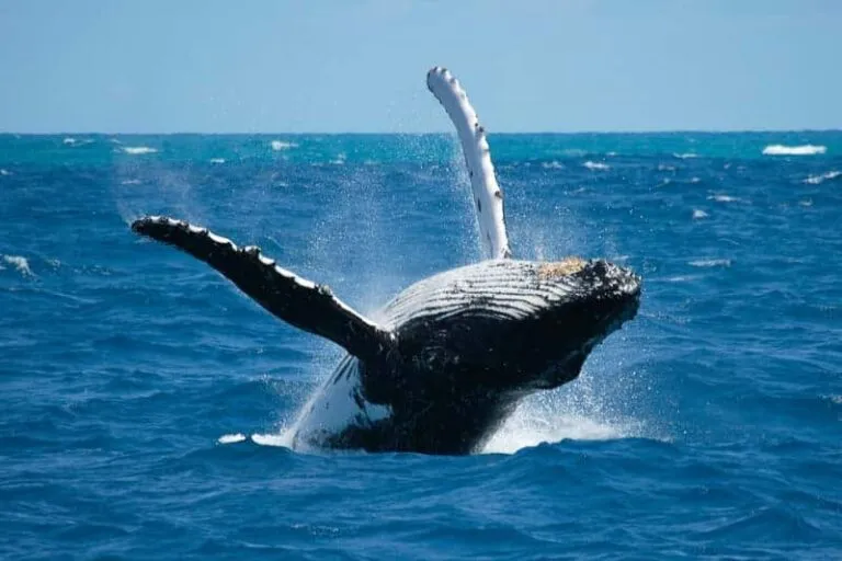 Breaching Whale on Highway 1