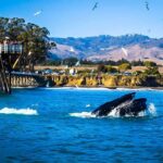 Whale Watching at the San Simeon Pier on Highway 1