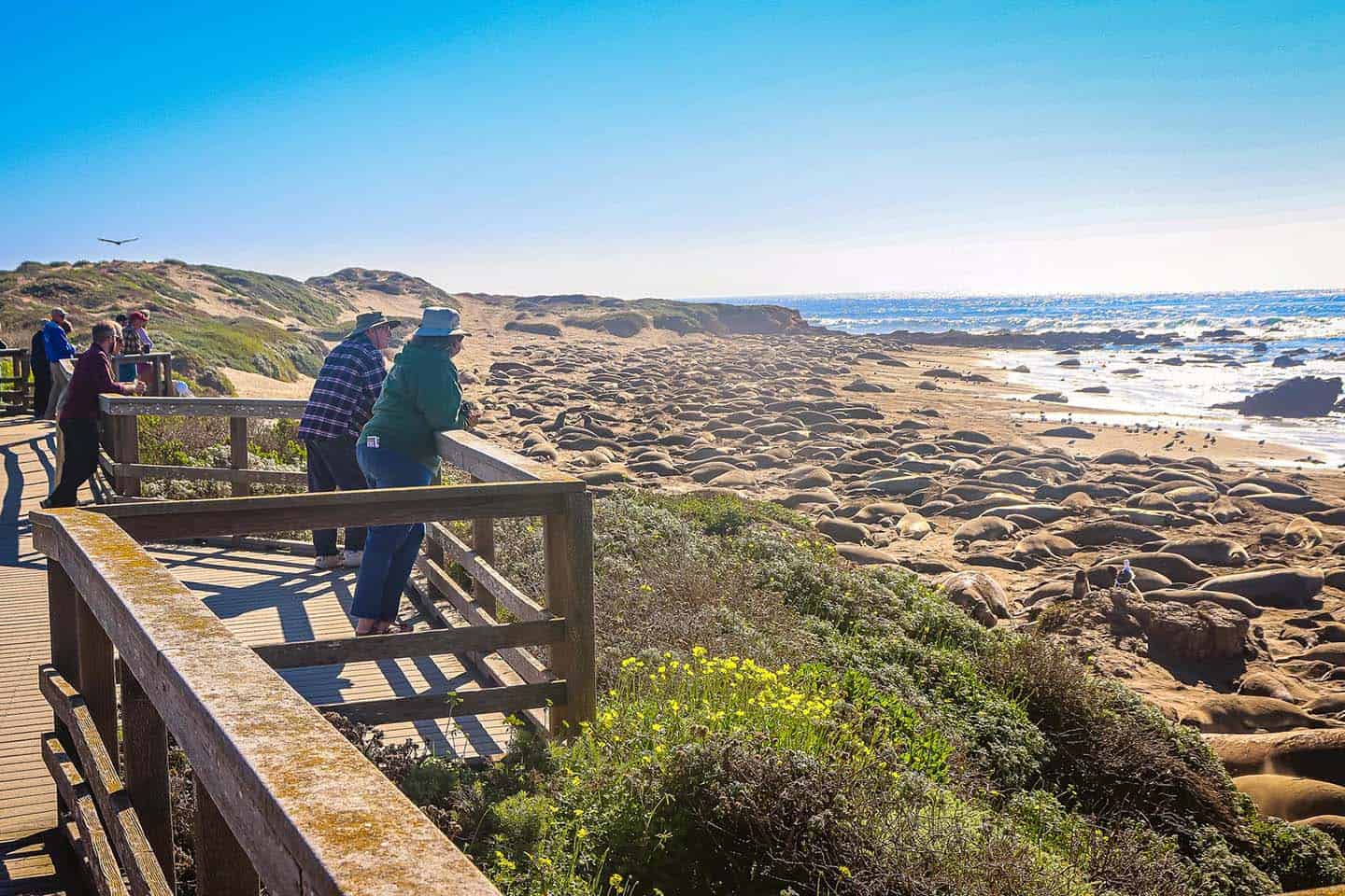 Elephant Seal Viewing