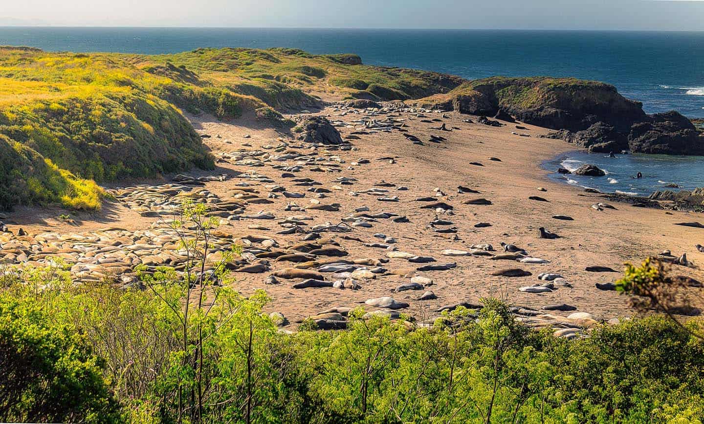 Seal Cove, Animal Attraction