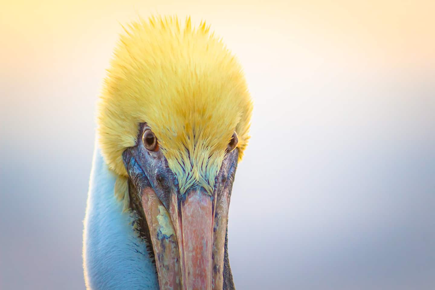 Pelican Face