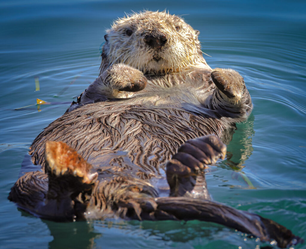 Sea Otter in water