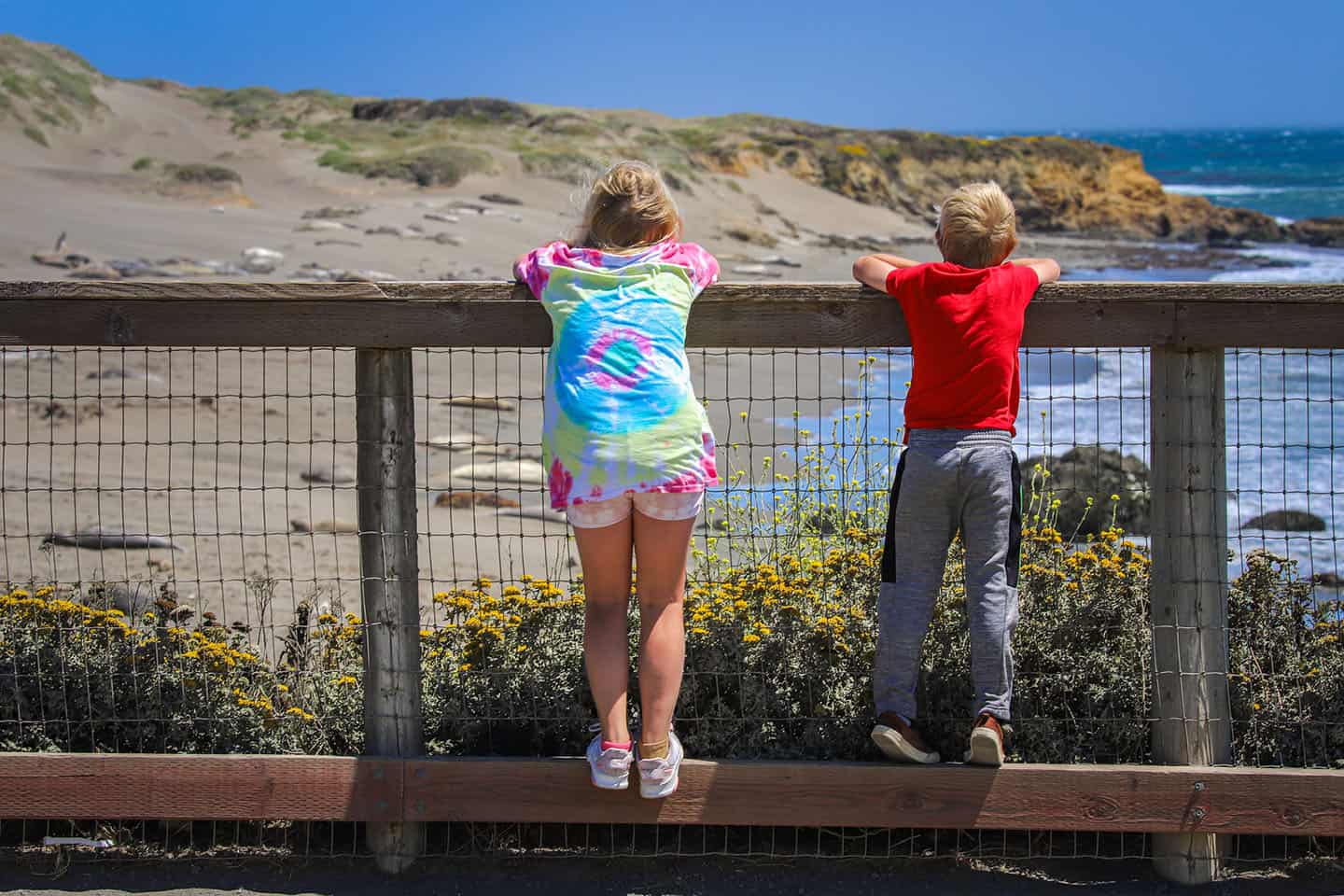 Viewing Elephant Seals