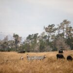 Highway 1 Zebra Viewing