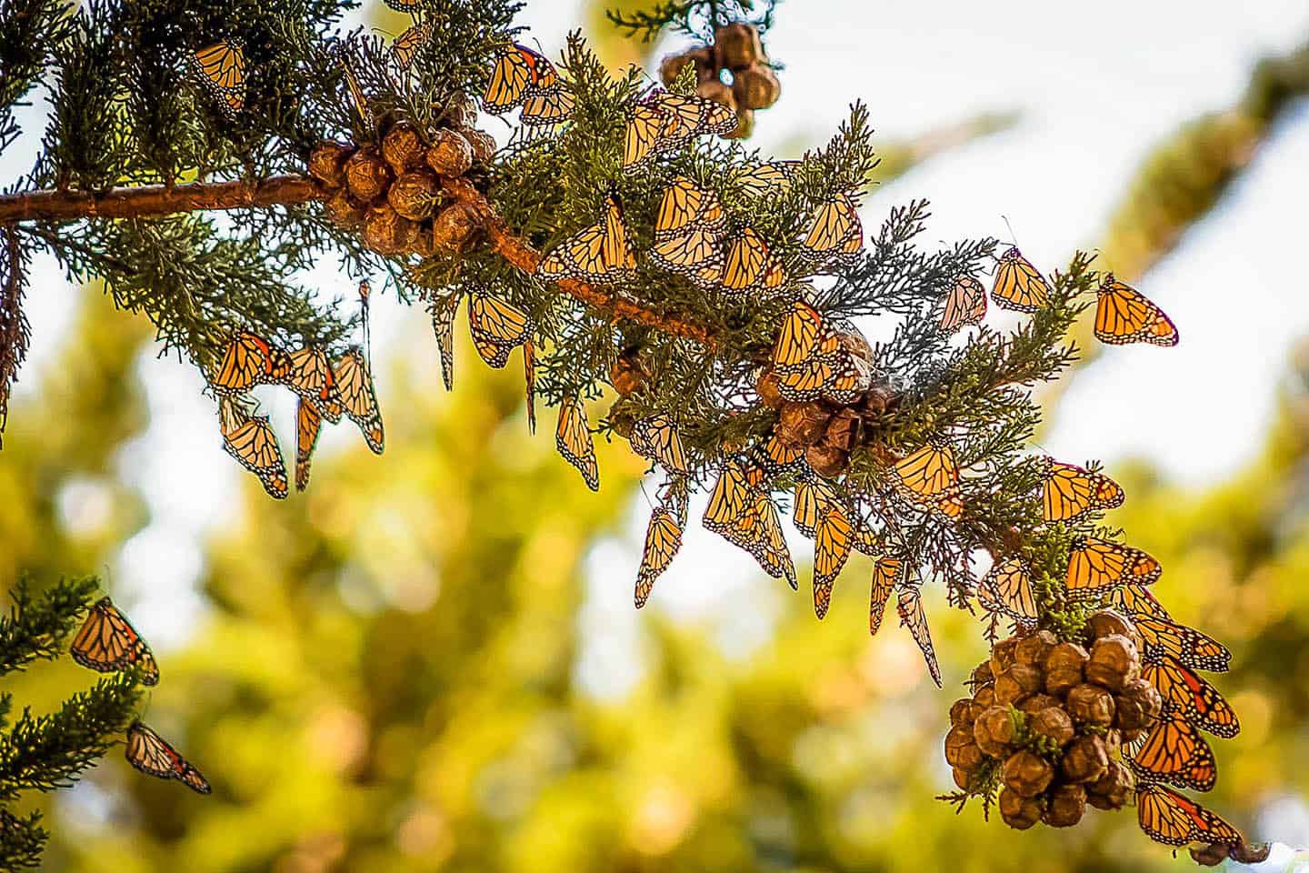 Monarch Butterflies in tree