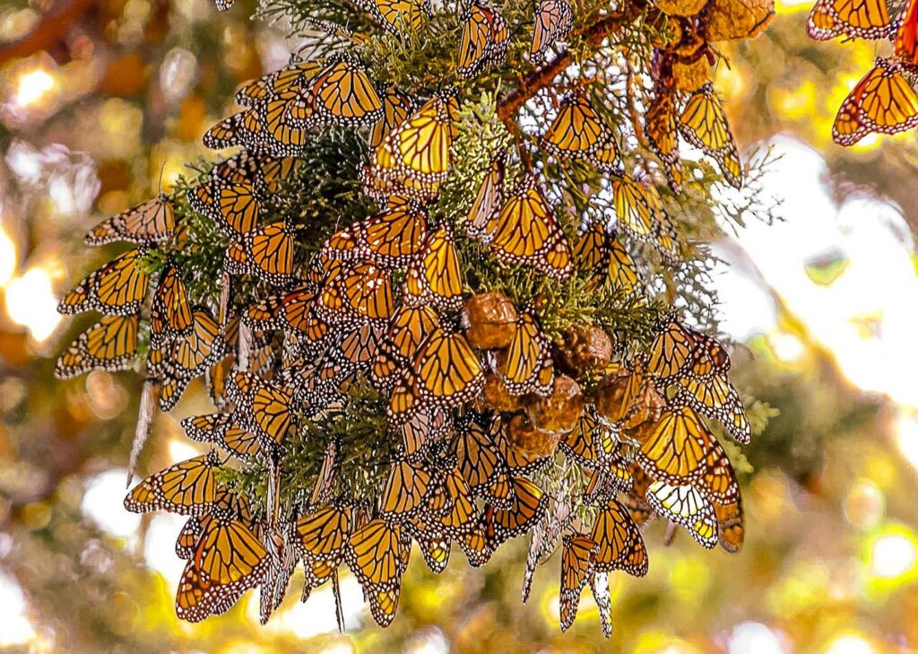 Monarch Butterflies on branch