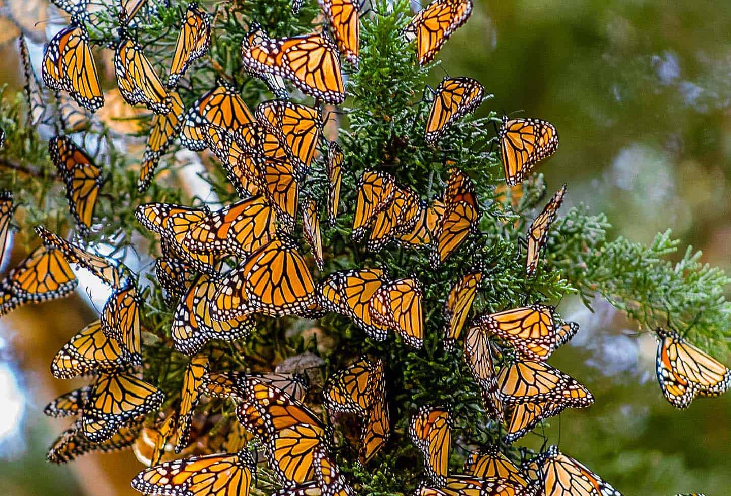 Pismo Beach butterfly grove sees thousands of monarchs