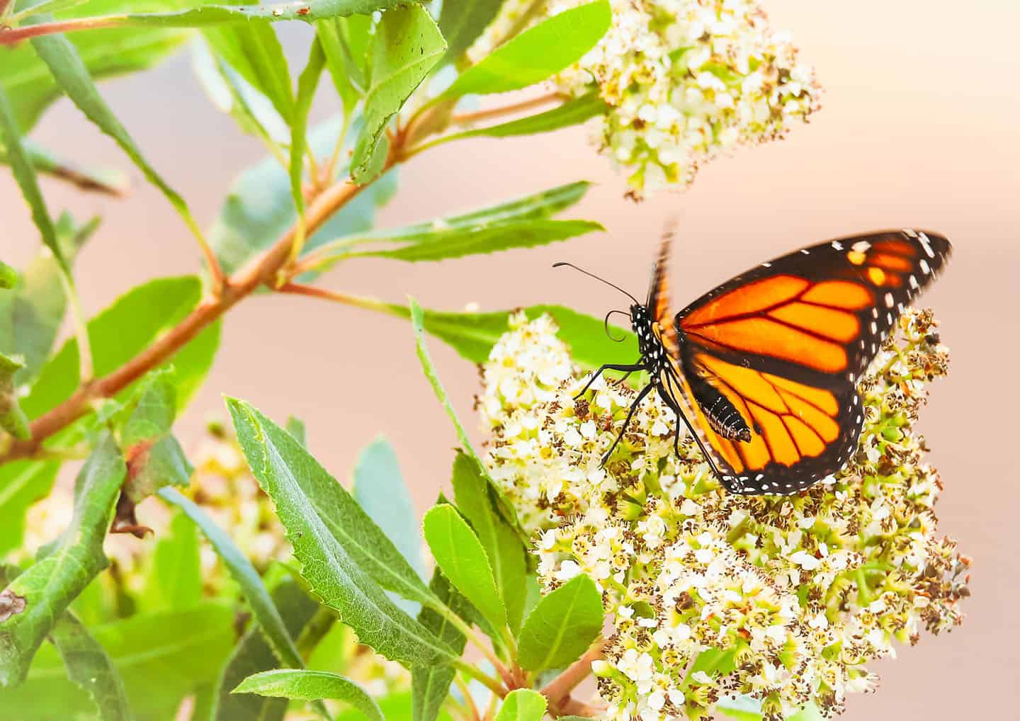 Monarch Butterfly in Tree