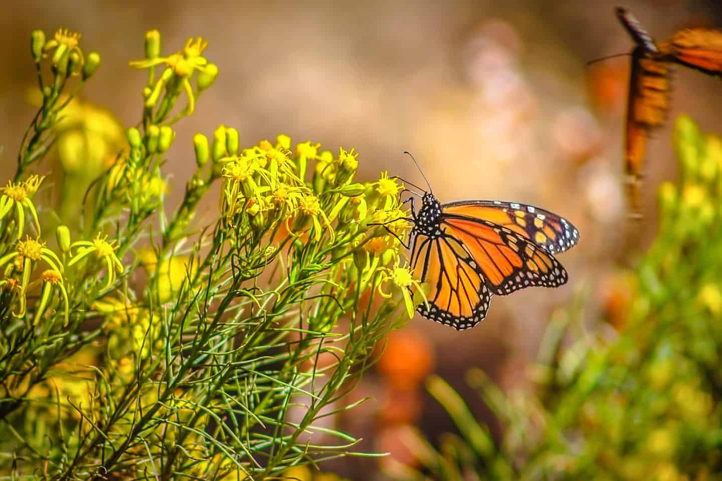 Monarch Butterfly