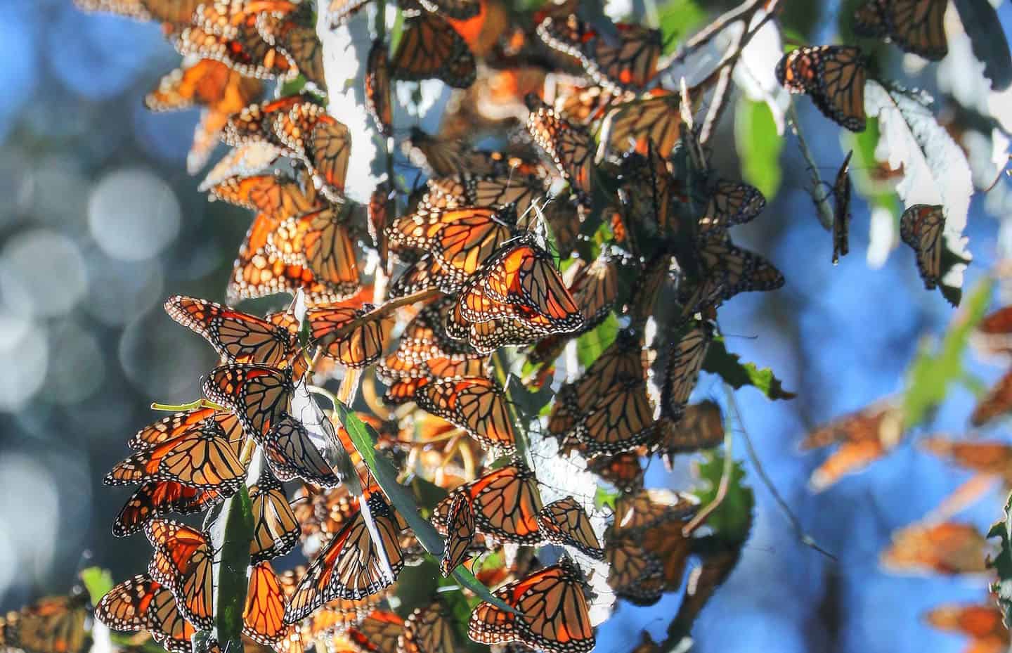 The Mighty Migration of the Magnificent Monarch « Conserve