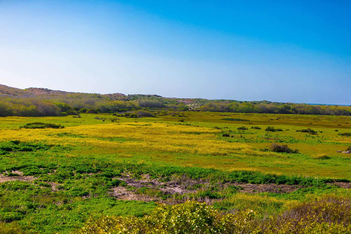 San Simeon Super Bloom