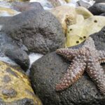 Cayucos Sea Life