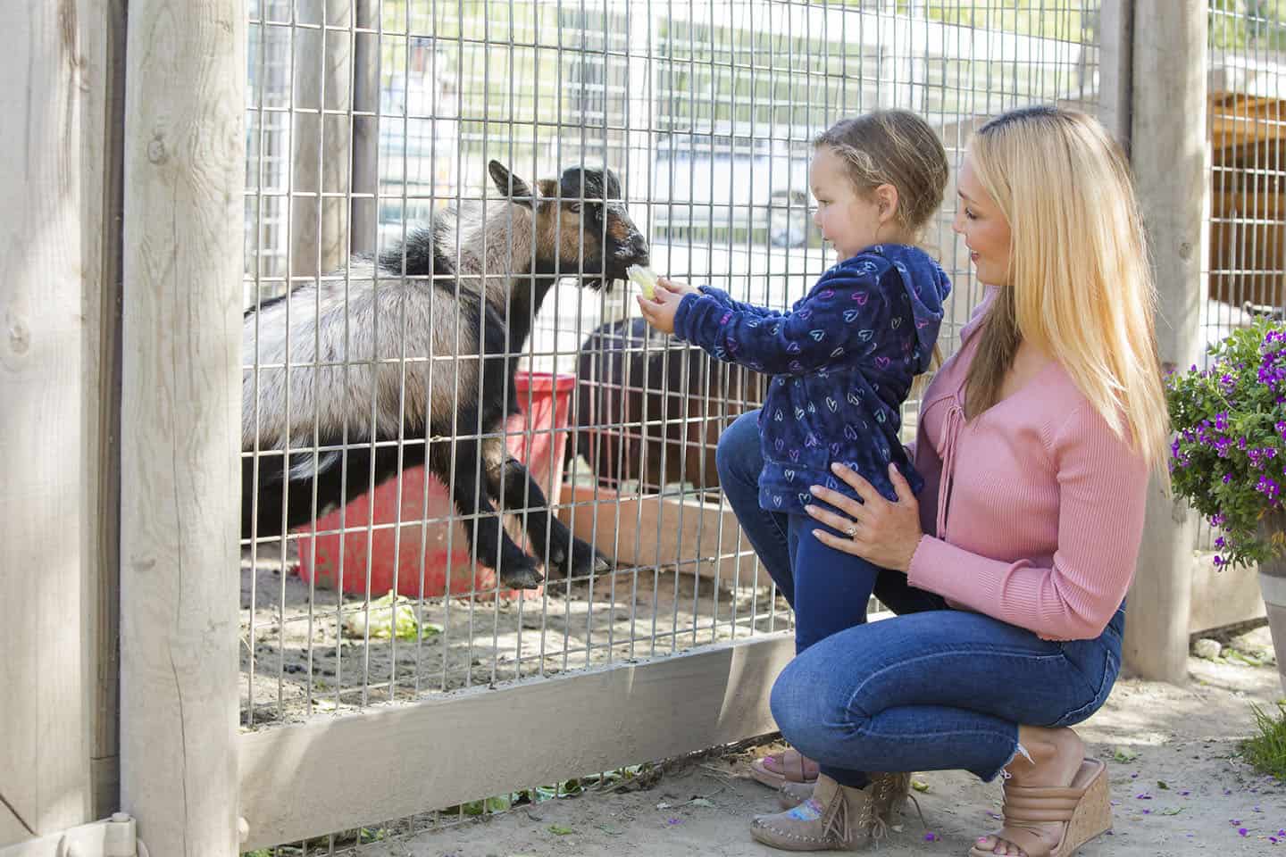 Avila Valley Barn Petting Zoo