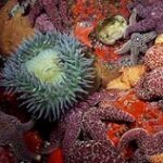 Piedras Blancas State Marine Reserve and Marine Conservation Area