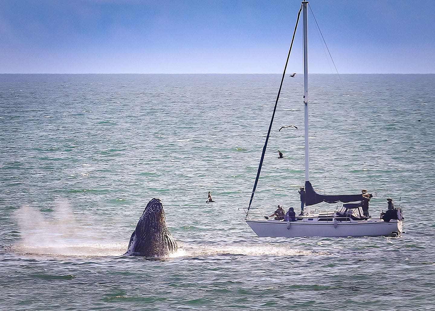 Cayucos Whale Watching