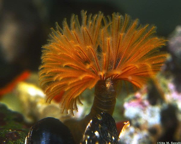 Links to Beneath the Surface, Dive & Beach Clean Up