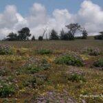 Fiscalini Ranch Preserve Docent Nature Walk