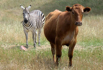 Links to Hearst Ranch Beef