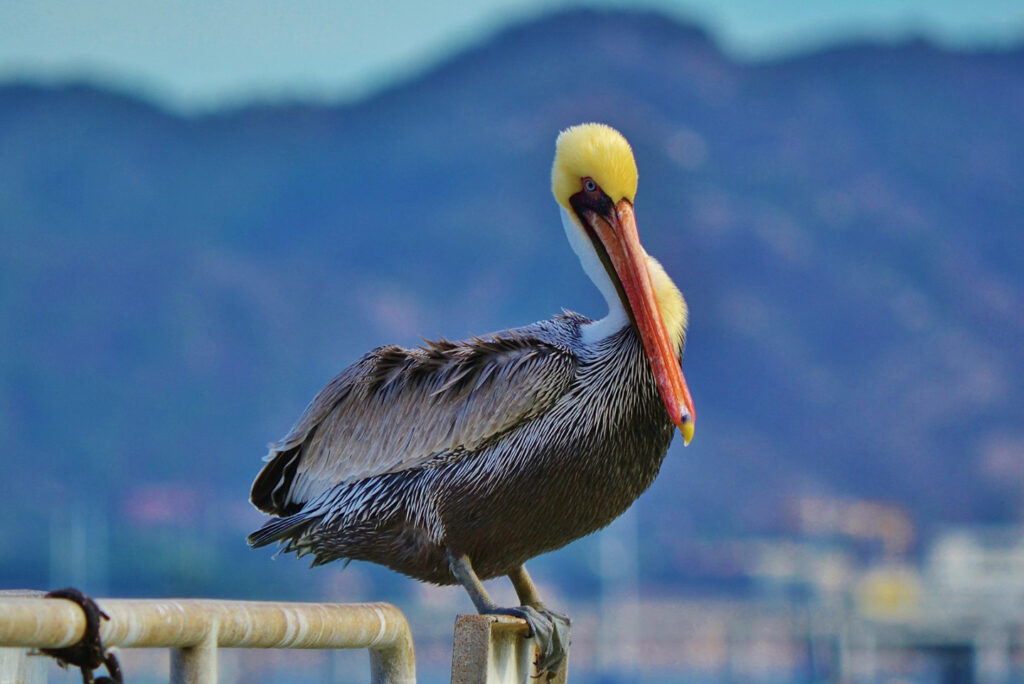 Pelican Avila Beach