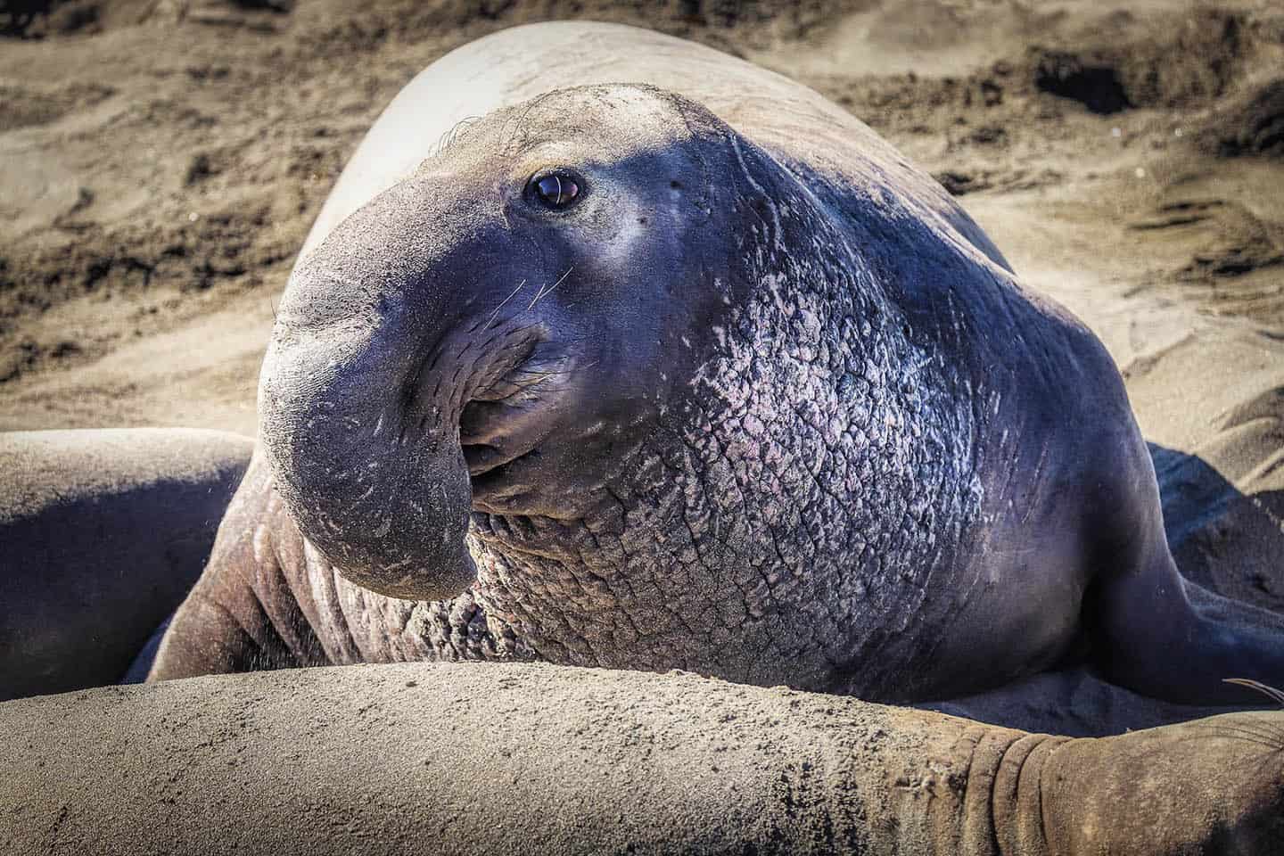 San Simeon Elephant Seal