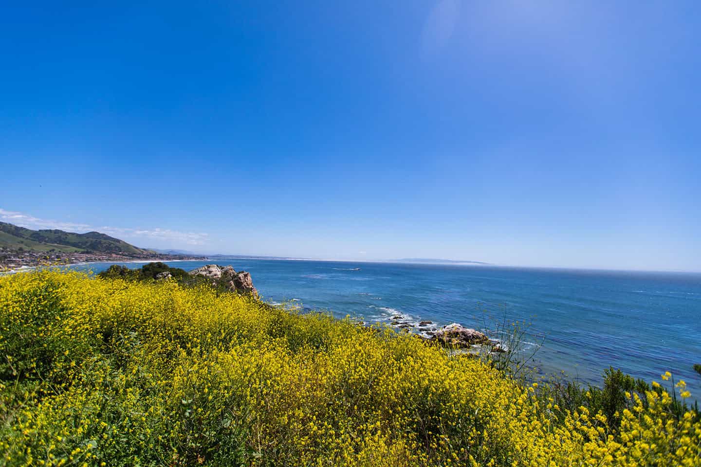 Super Bloom Avila Beach