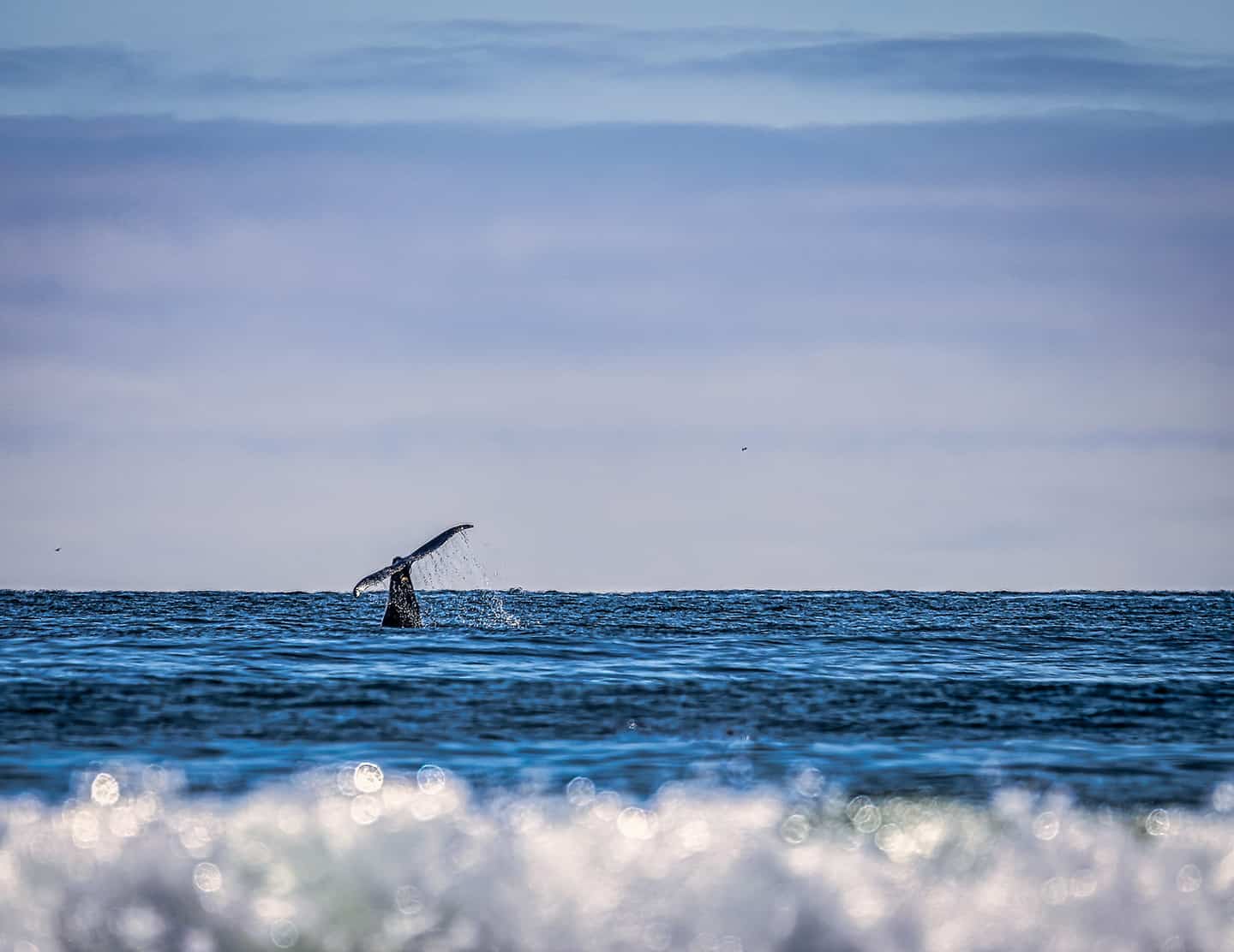 Whale Photo by Danna Dykstra-Coy