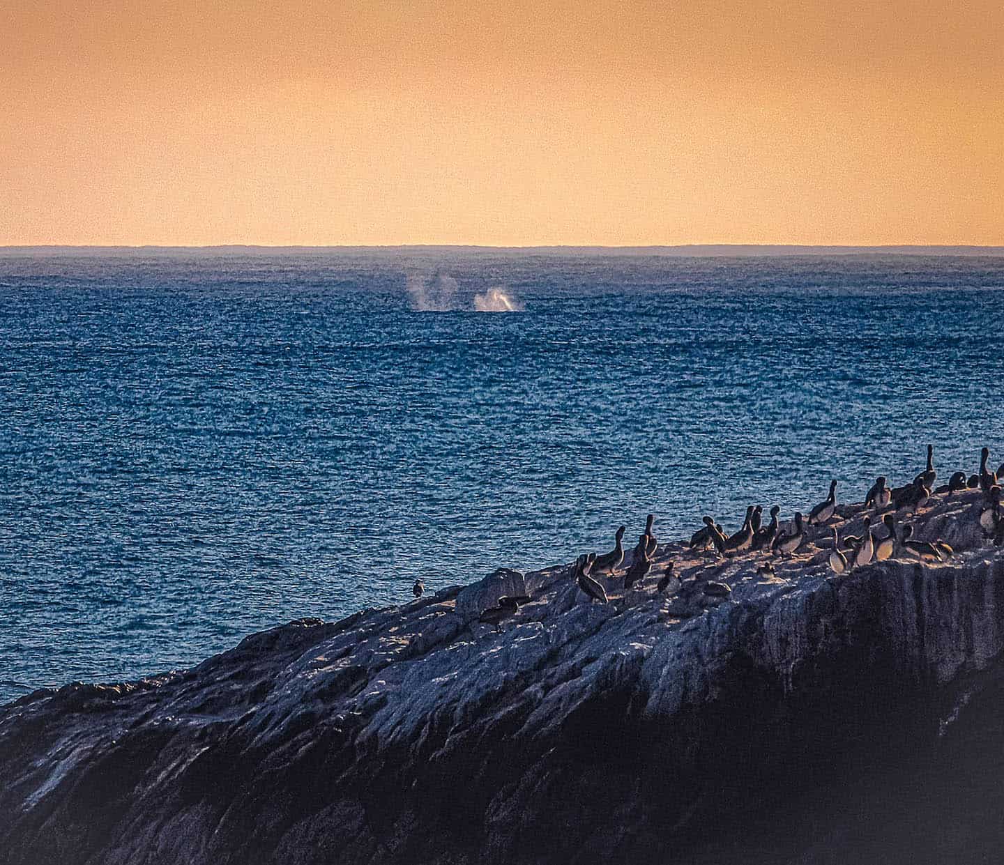 Whale blows from the Bouchard Trail toward the Piedras Blancas Light Station by Danna Dykstra-Coy