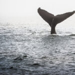 Whale tail Cayucos Photo by Danna Dykstra-Coy