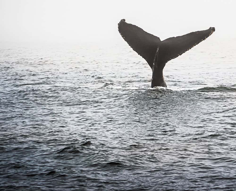 Whale tail Cayucos Photo by Danna Dykstra-Coy