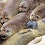 Harbor Seals