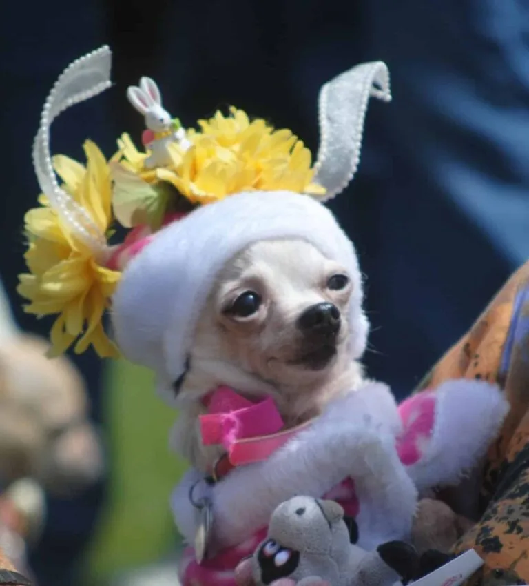 Links to Cayucos Easter Dog Parade