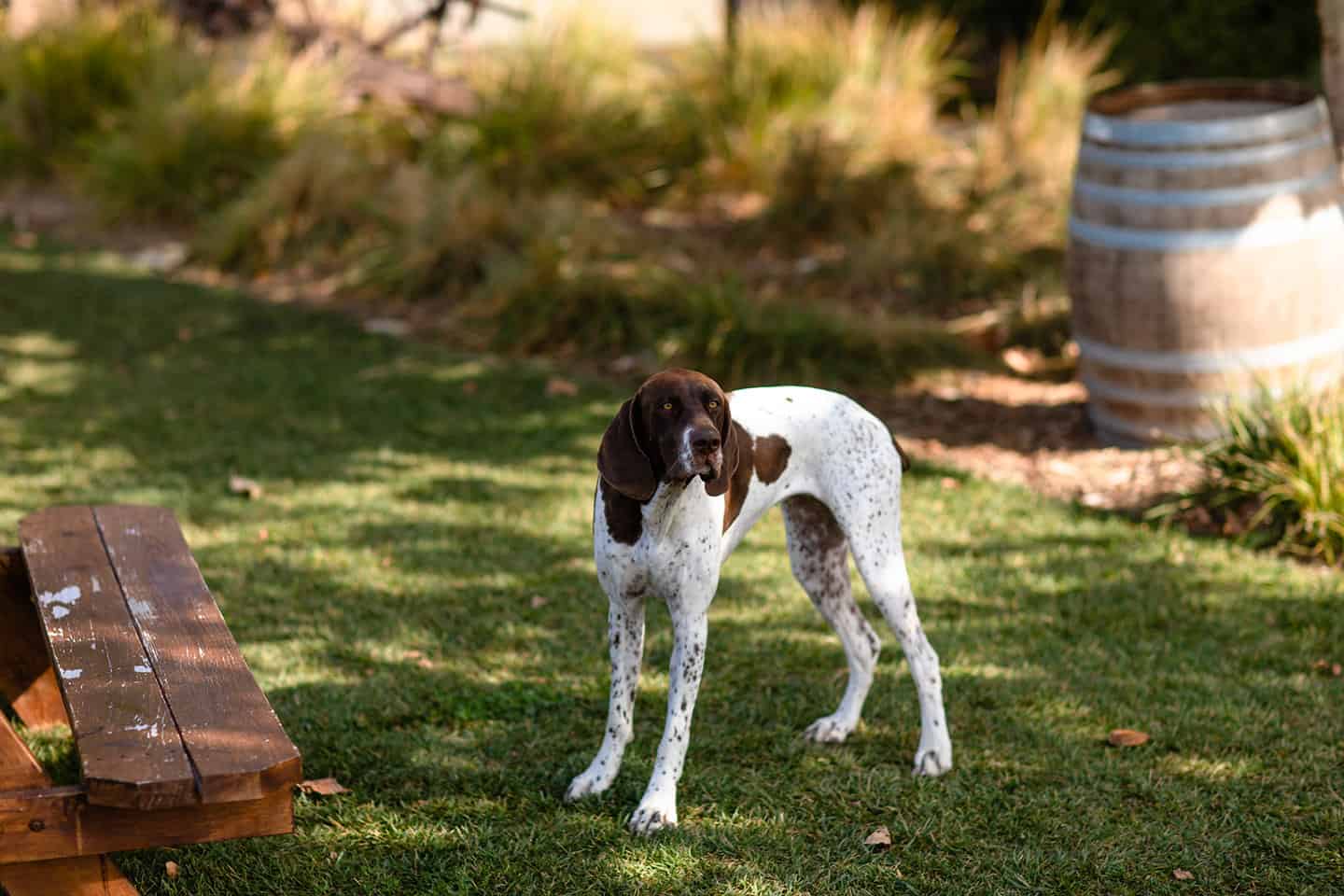 Dog Stolo Vineyards