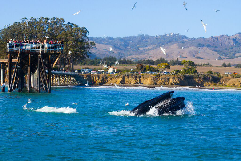 Whale Watching San Simeon Pier