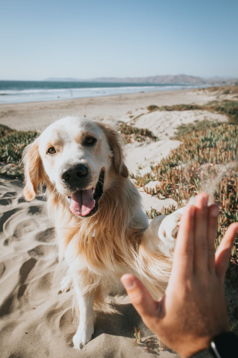 Links to Dog Friendly Activities Along Highway 1