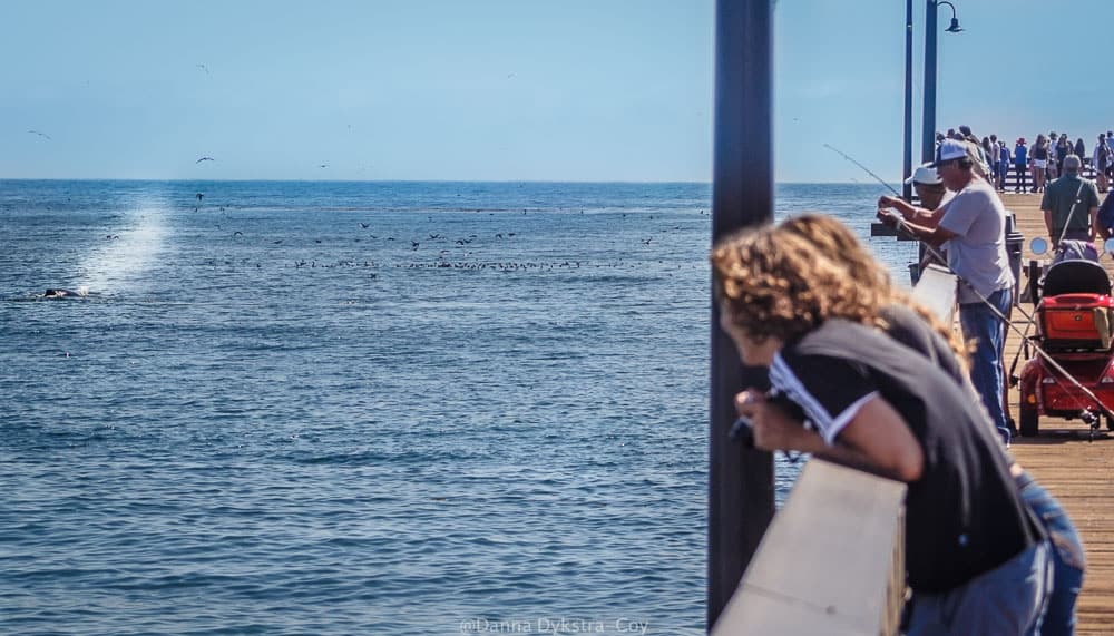 Cayucos pier & whale watching