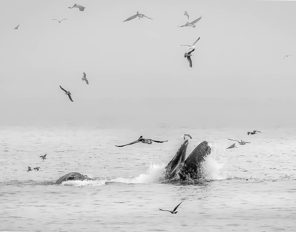 Whale breaching