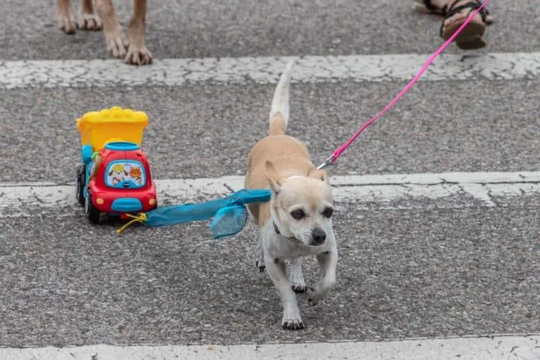Links to Avila Beach 4th of July Doggie Parade