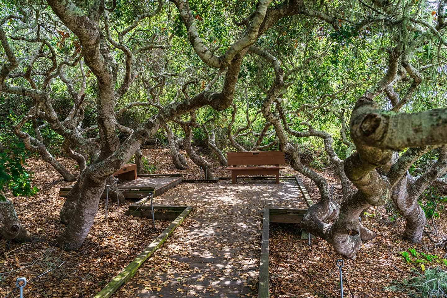 Elfin Forest Seating Photo Credit Michael Sheltzer