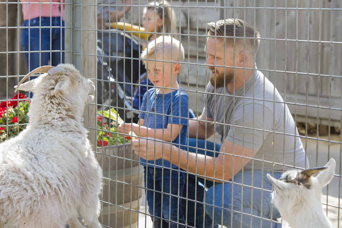 Petting Zoo Avila Valley Barn