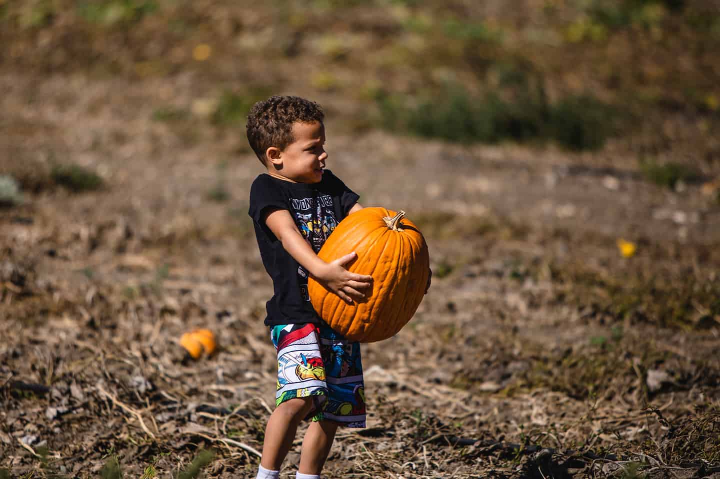 Pumpkin Talley Farms