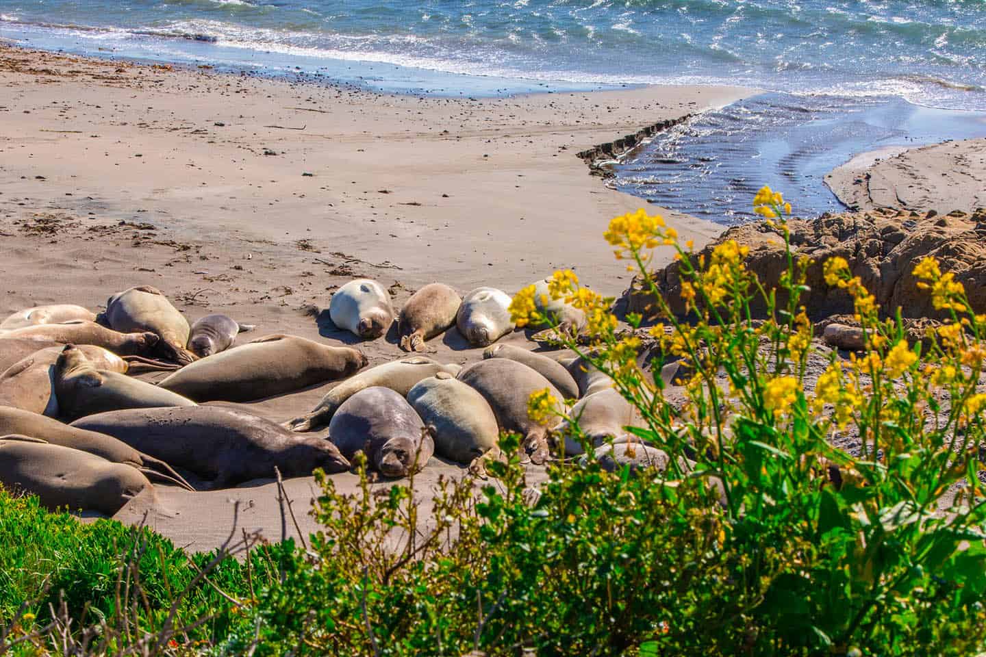 Elephant Seal Rookery and Wildflowers