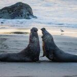 These alpha males elephant seals battle over territory.  from se