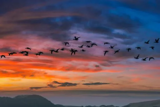 Black Brant Geese Sweet Springs Nature Preserve