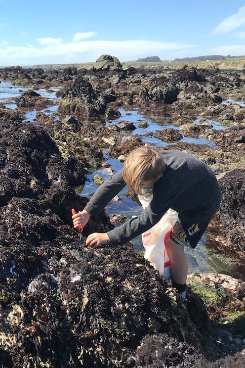 Seaweed foraging in Cayucos