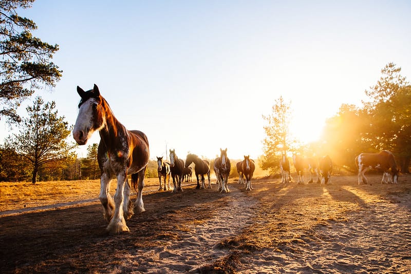 Covell's Clydesdales in Cambria, CA