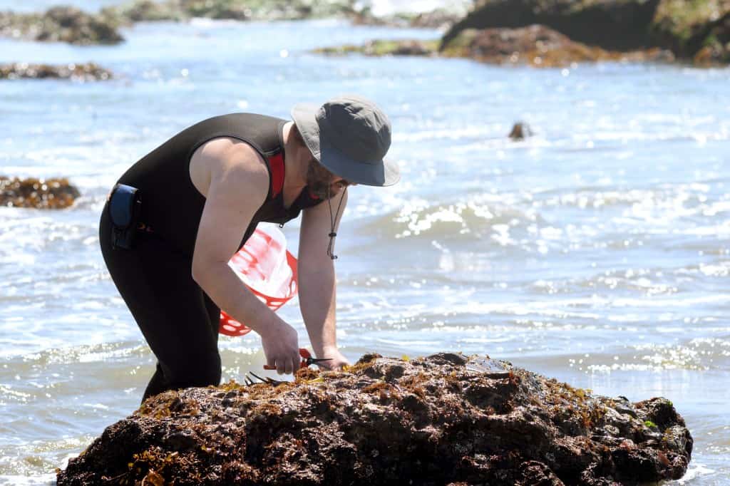 Seaweed foraging in Cayucos Seaweed foraging in Cayucos
