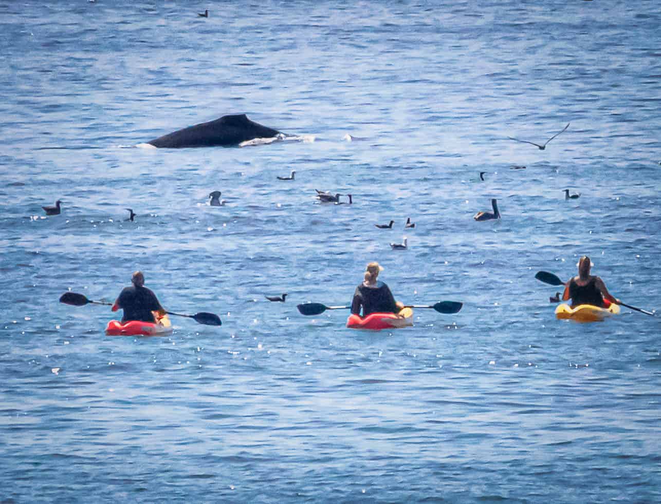 Kayak Whale Watching