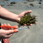 Seaweed foraging in Cayucos